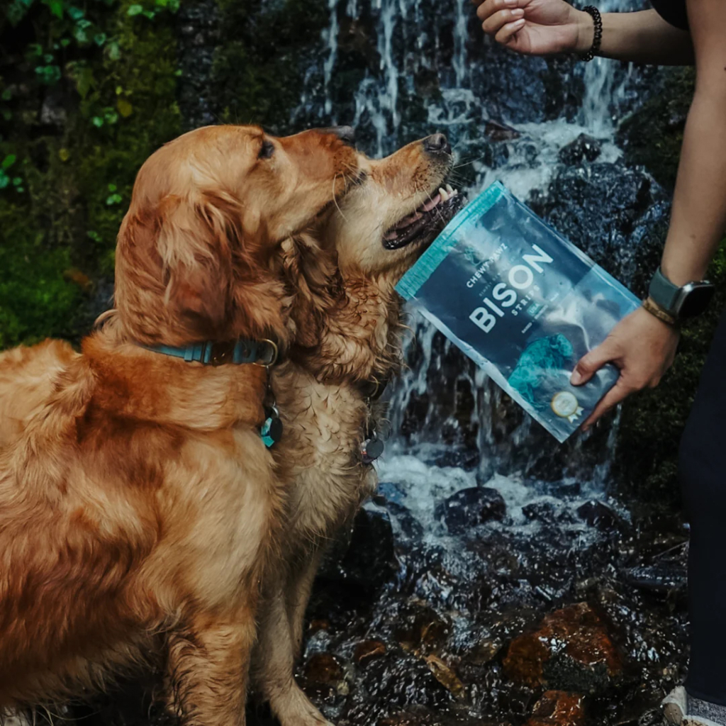 A Man’s Best Friend
